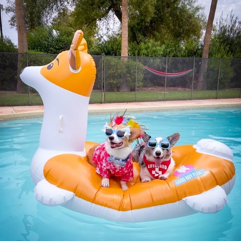 Corgi Pool Float